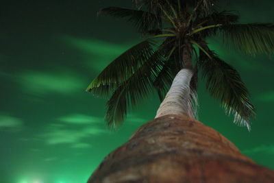 Low angle view of palm tree against sky at night