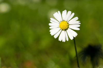 Close-up of white flower blooming outdoors