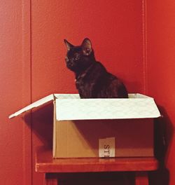 Black cat sitting on red wall