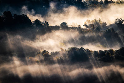 View of trees against sky during sunset