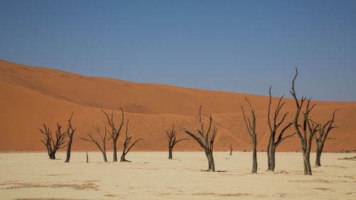 Bare trees on desert against clear sky