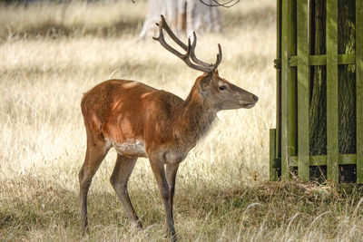 Deer standing in a field