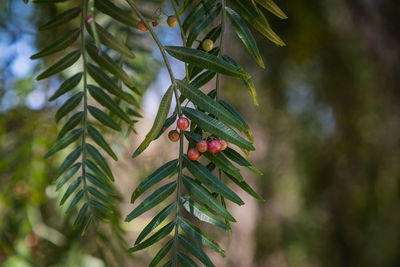 Close-up beautiful tree with fruits of black pepper surrounded by many bright green leaves