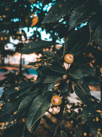 Close-up of berries growing on tree