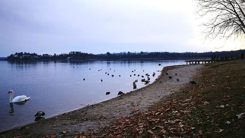 Swans swimming on lake against sky