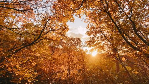 Low angle view of sunlight streaming through trees in forest during autumn