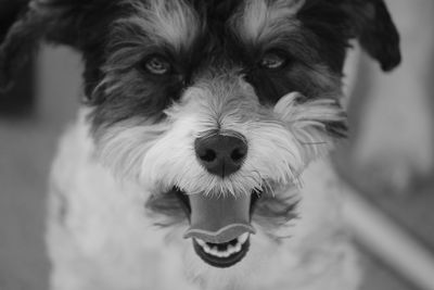Portrait of dog
