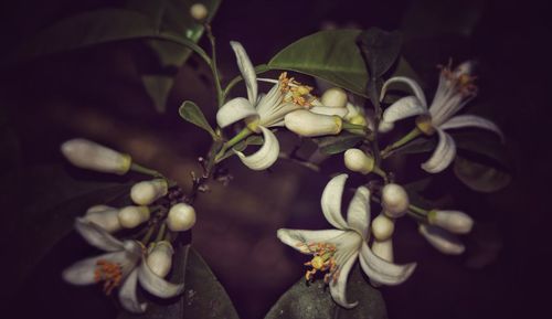 Close-up of insect on flowers