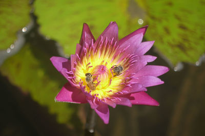 Close-up of fresh purple lotus water lily in pond