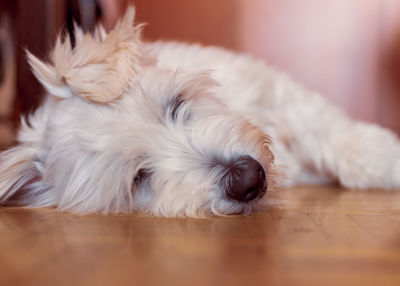 Close-up of dog sleeping on floor at home