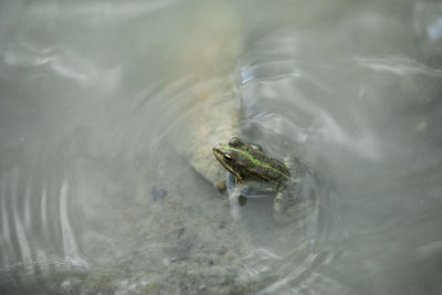 High angle view of frog in water