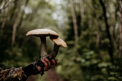 Close-up of person holding mushroom growing in forest