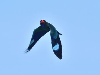 Low angle view of a bird