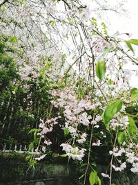 Close-up of flowers blooming on tree