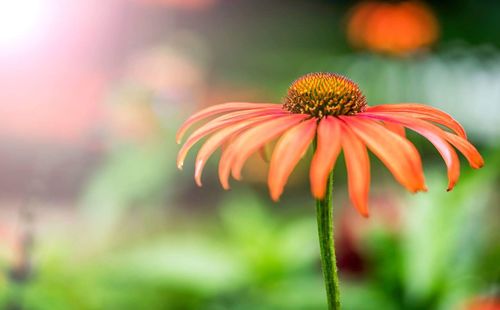 Close-up of pink flower