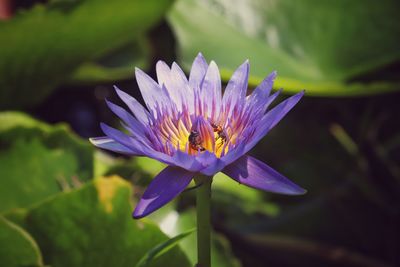 Close-up of purple water lily