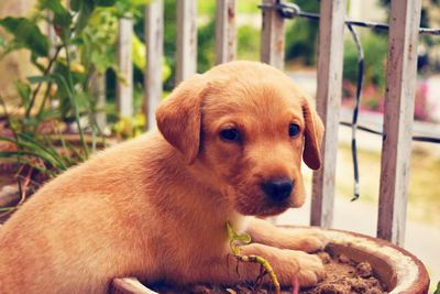 Close-up portrait of a dog