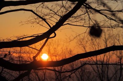 Silhouette bare tree against dramatic sky during sunset