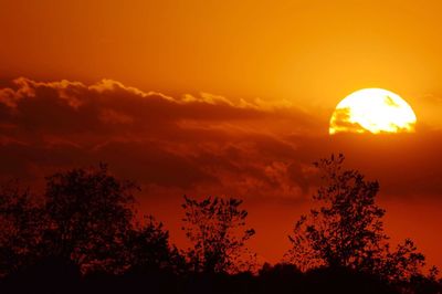 Silhouette plants against orange sky