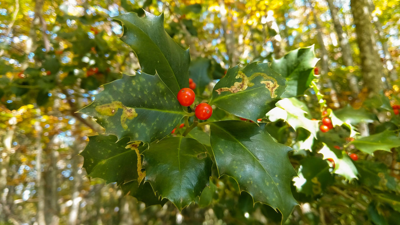 CLOSE-UP OF BERRIES ON PLANT