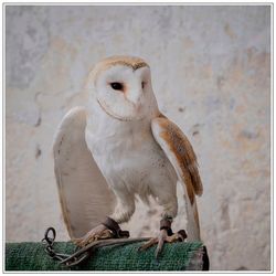 Close-up of owl perching outdoors