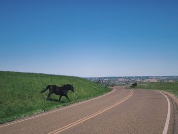 View of wild horse on road against clear sky