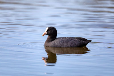 Duck swimming in lake