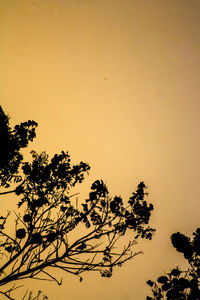 Low angle view of trees at sunset