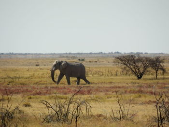 Horse on field against clear sky