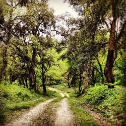 Dirt road passing through forest