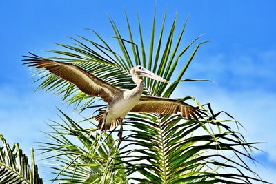 Pelican and palm tree