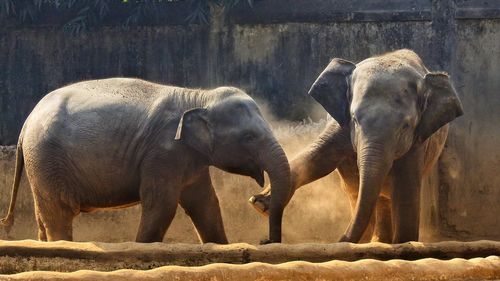 View of elephant on land