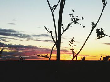 Silhouette trees on landscape against sky at sunset