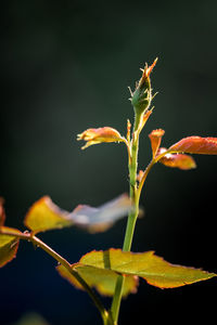 Close-up of flowering plant