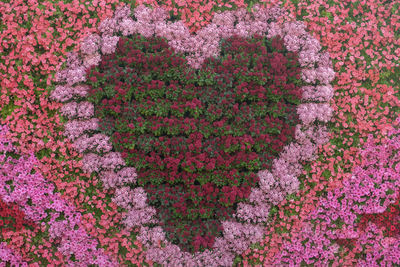 Full frame shot of pink flowering plant