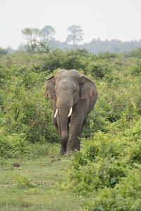 Elephants on field