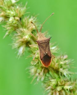 Close-up of bug on plant