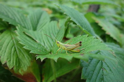 Close-up of insect on leaves