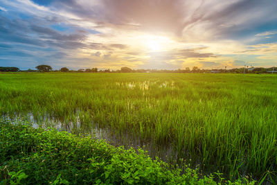 Scenic view of field against sky during sunset