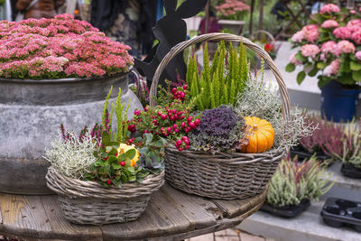 Potted plants in basket on table