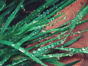 Full frame shot of wet plant