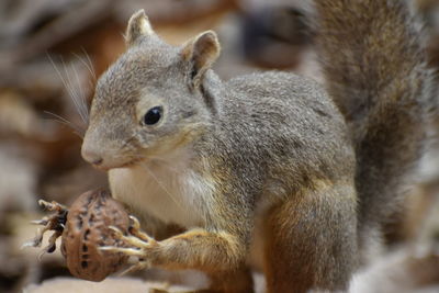 Close-up of squirrel