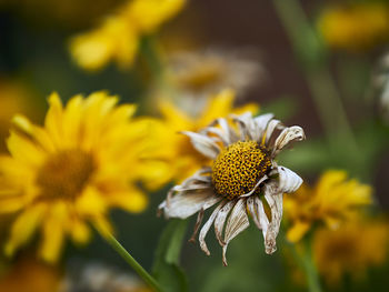 Close-up of wilted yellow flowering plant