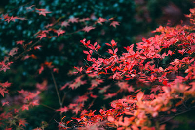 Close-up of red leaves