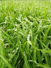 Close-up of wet grass on field