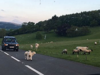 View of sheep on road against sky