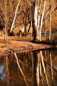 Reflection of bare trees in puddle