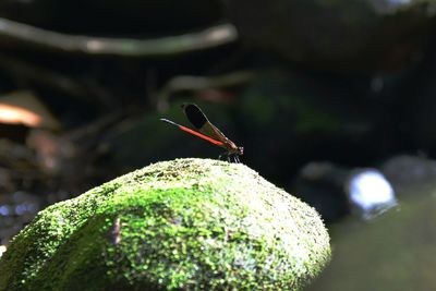 Close-up of insect