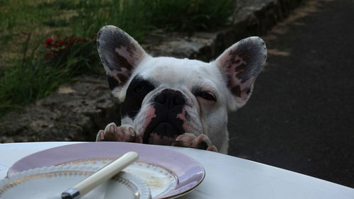 Close-up of a dog