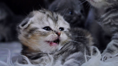 Close-up of cat looking away